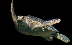 морська черепаха5.jpg