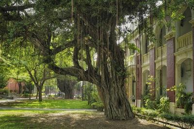 Banyan pix.jpg