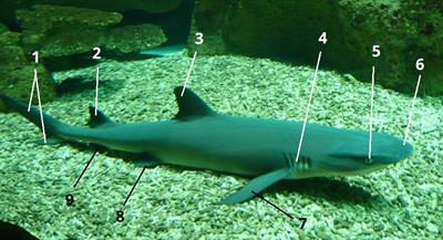 акула цифри5.jpg