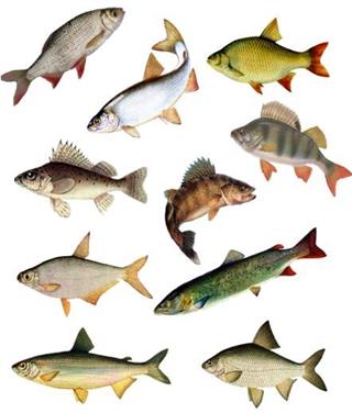 риби.jpg