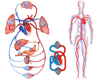 кола кровообігу канва платне.jpg