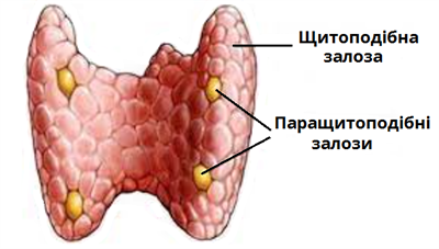щитоподібна_паращитоподібні.png