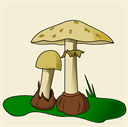mushrooms-5947842_1280.png