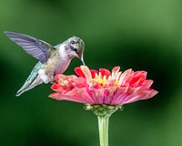 запилення птахами.jpg