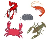 ракоподібні12.jpg