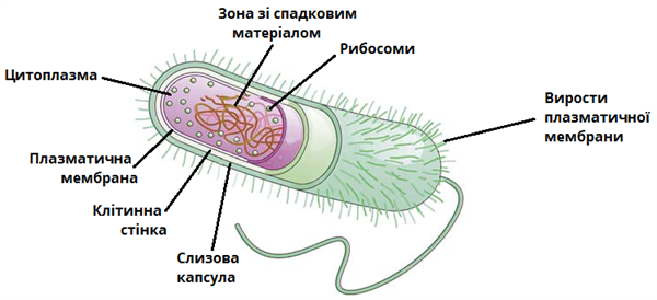 Клітинабактерій (1).png