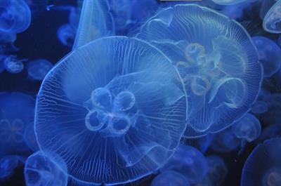 медуза.jpg