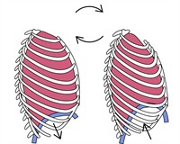 ребра дихання.jpg