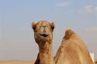 hump pix.jpg