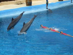 Dolphins_and_synchronized_swimming.jpg