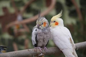 cockatiel-pix.jpg