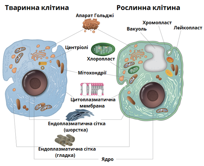 Будова клітини — урок. Біологія, 9 клас.