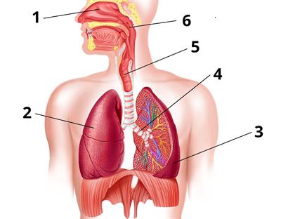 органи дихання_цифри.jpg