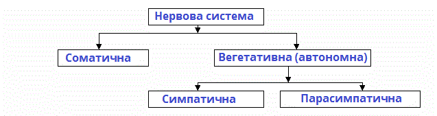 вегетативна_система_схема.gif