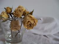 dying_flowers____by_ladybutterly83.jpg