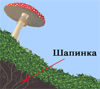 т3.png