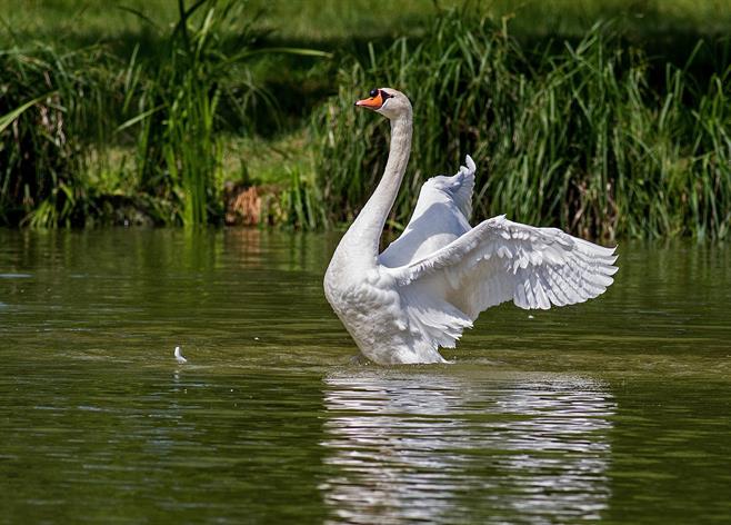 swan-gulbis_лебедь.jpg
