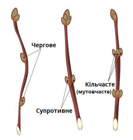 Розташування бруньок.png