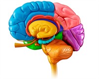 будова мозку.jpg