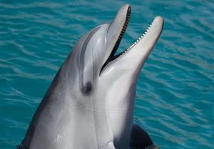 Дельфін1.jpg