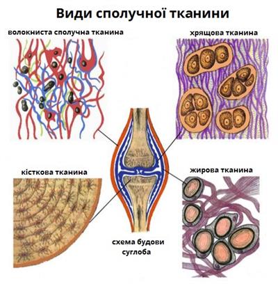 види сполучних тканин.jpg