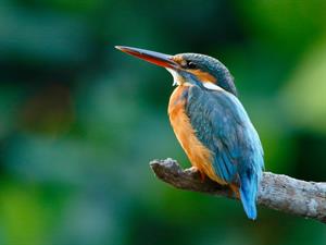 shutterstock_1130183357.jpg