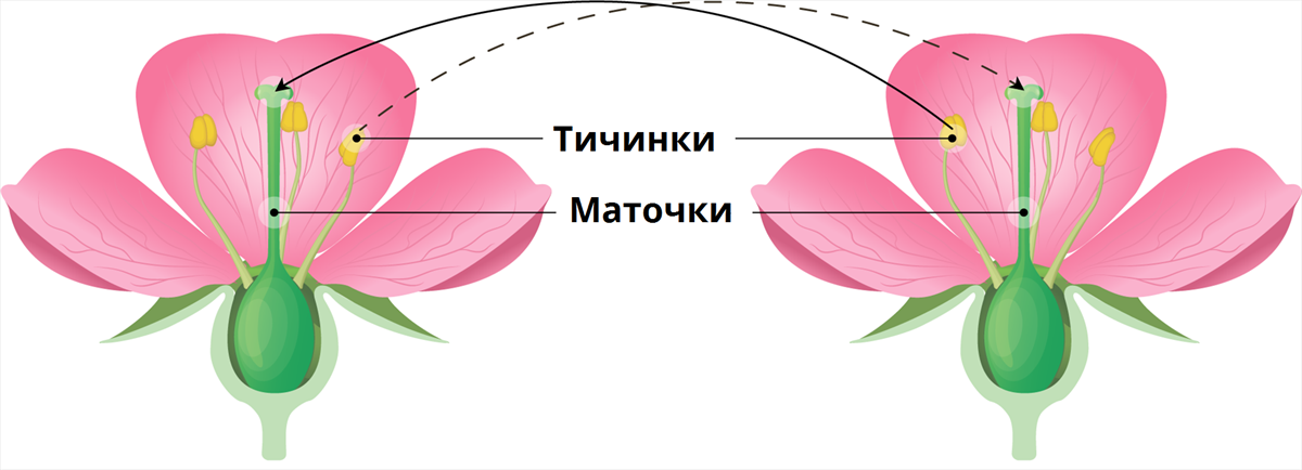 Тычинки короче пестиков самоопыление затруднено