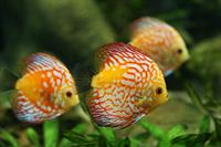 discus-fish.jpg