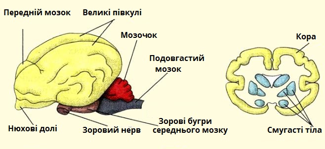 мозок.jpg