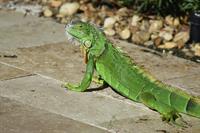 iguana1.jpg