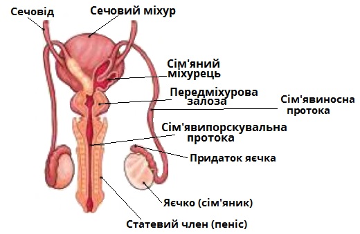 Эргос таблетки 50мг №4