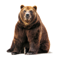 ведмідь.png