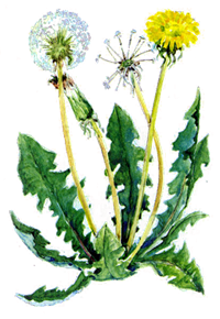 буряни.png
