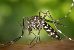 комар1.jpg