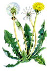 буряни.png