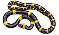 snake2.jpg