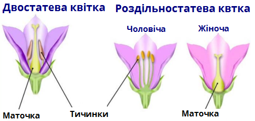 одностатеві_роздільностатеві.png