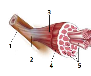 будова мяза цифри3.png