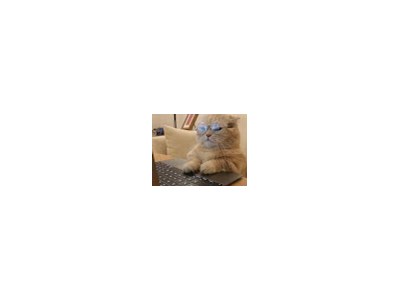 Влад Макоткін
