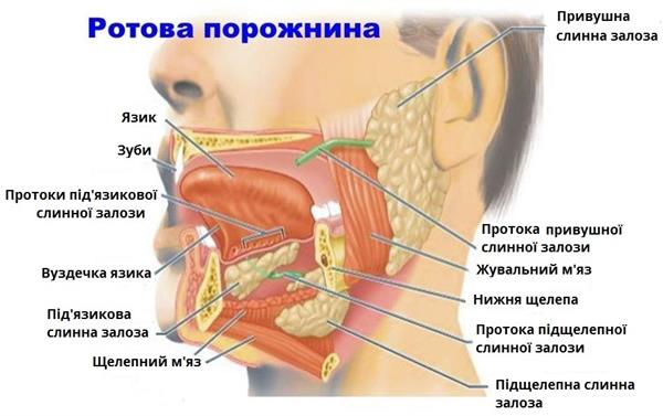 будова ротової порожнини підписи.jpg