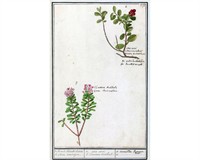 вовчі ягоди3.jpg