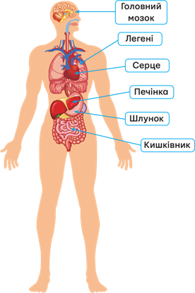 внутрішня будова1.png