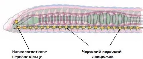 нервная_червів.jpg