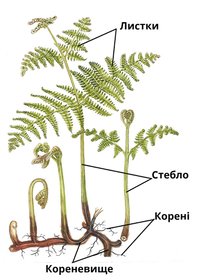 папороть будова підписи.png