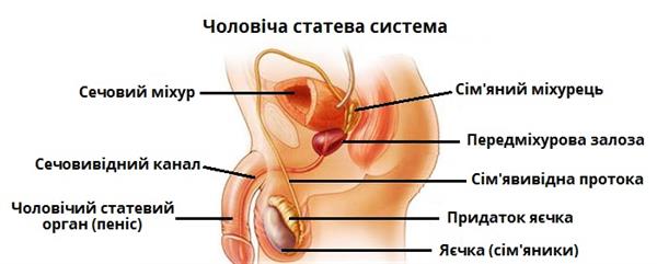 Короткая уздечка Крайней Плоти на Пенисе | TREEAMED