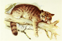 кот.png