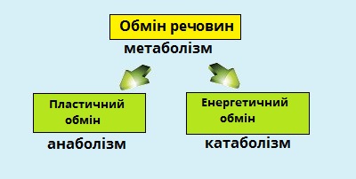 обмін речовин.jpg