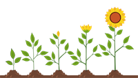 sunflowers-5665223_1920.png