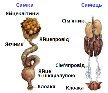 запліднення.png