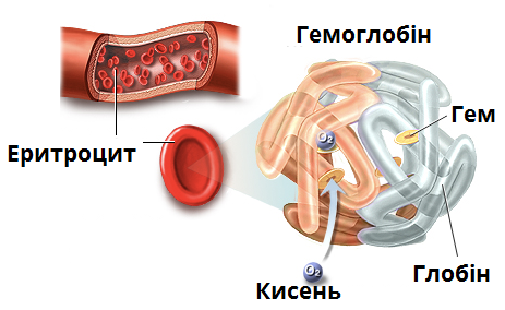 еритроцит_будова.png